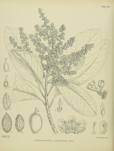 Laurier de nouvelle-zélande (Corynocarpus laevigatus)