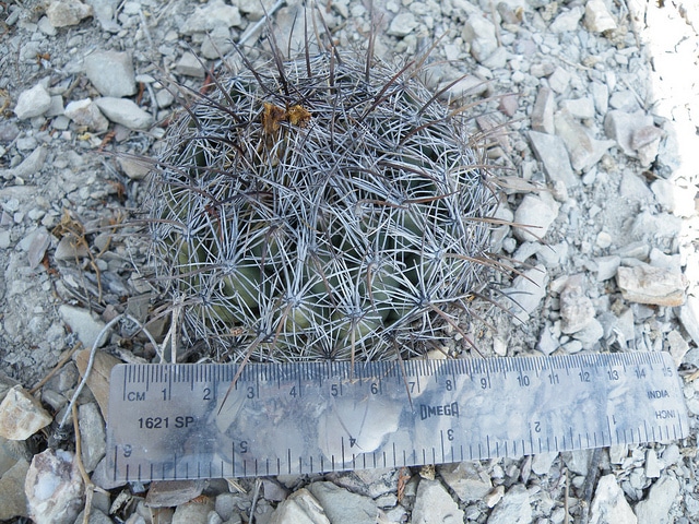 Coryphantha cornifera