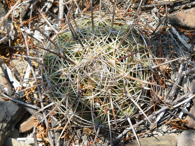 Coryphantha cornifera
