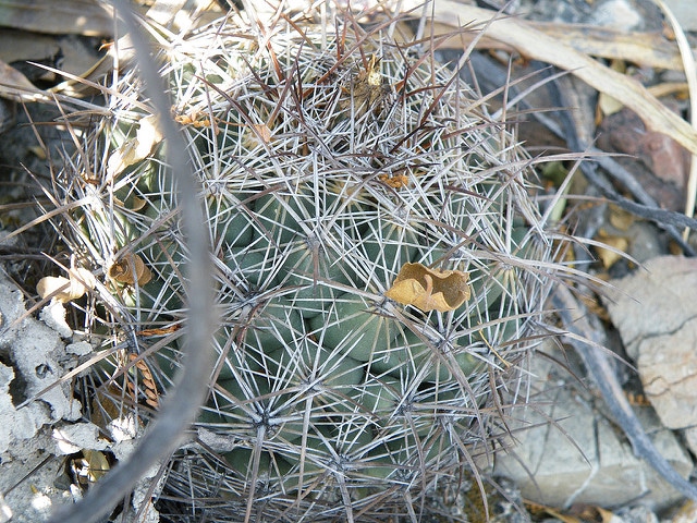 Coryphantha cornifera