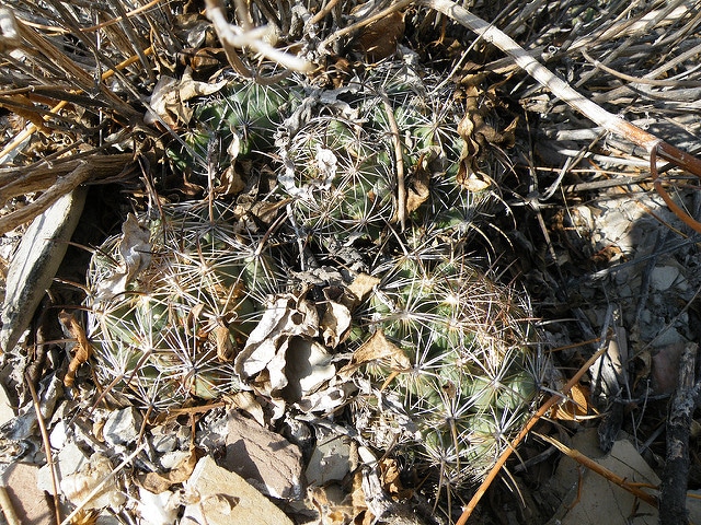 Coryphantha cornifera
