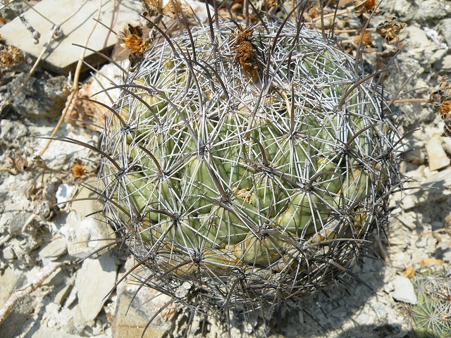 Coryphantha cornifera