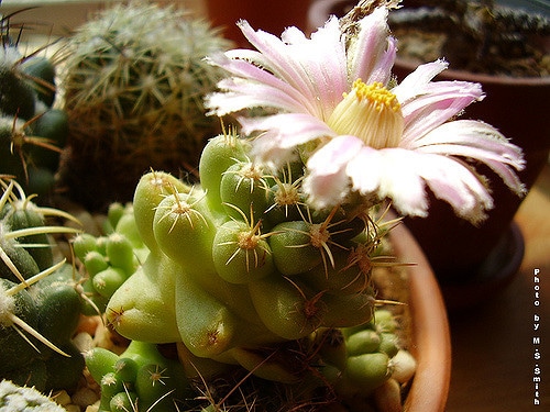 Coryphantha macromeris