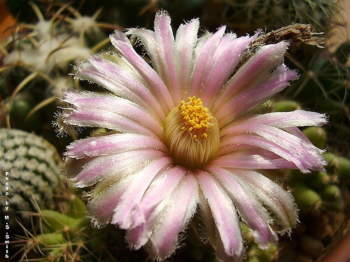 Coryphantha macromeris