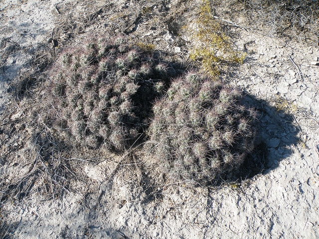 Coryphantha macromeris
