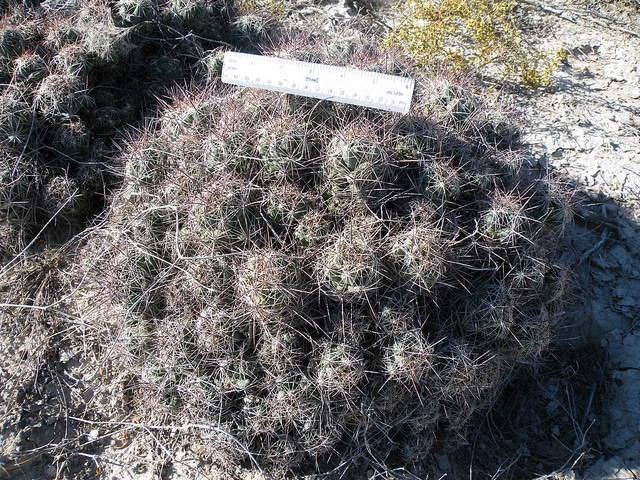 Coryphantha macromeris