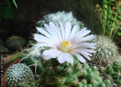 Coryphantha macromeris