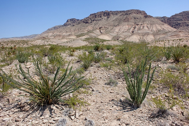 Coryphantha macromeris (Coryphantha macromeris)