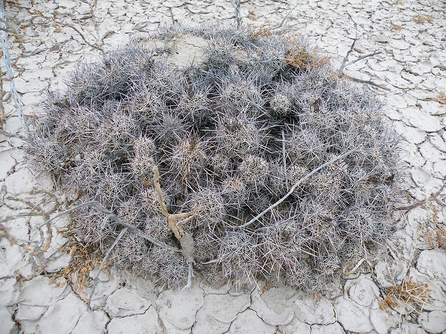 Coryphantha pseudoechinus
