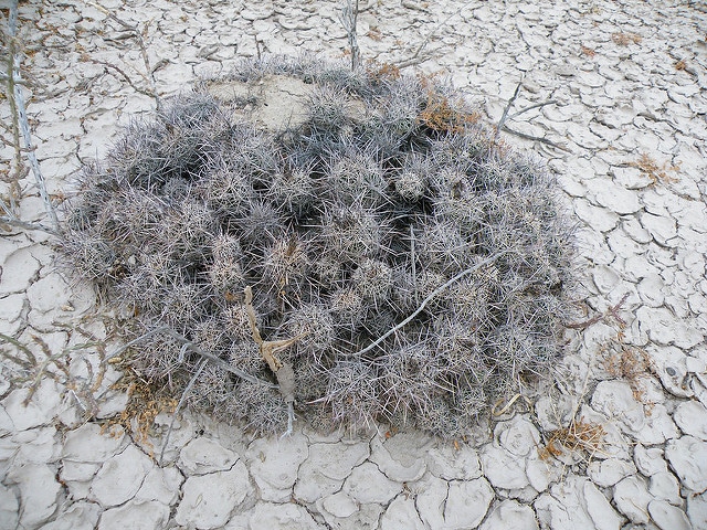 Coryphantha pseudoechinus