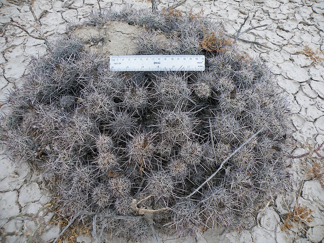Coryphantha pseudoechinus