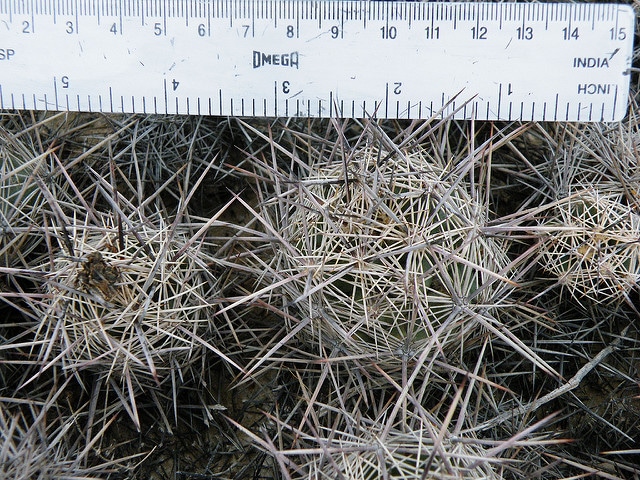 Coryphantha pseudoechinus
