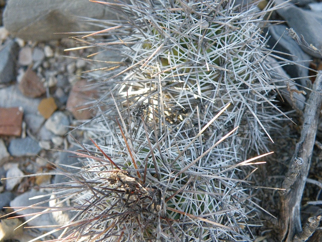 Coryphantha pseudoechinus