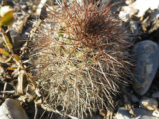 Coryphantha pseudoechinus