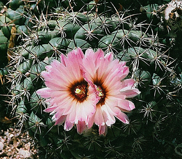 Coryphantha pycnacantha (Coryphantha pycnacantha)