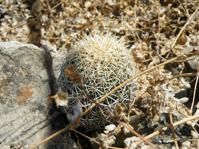 Coryphantha retusa (Coryphantha retusa)