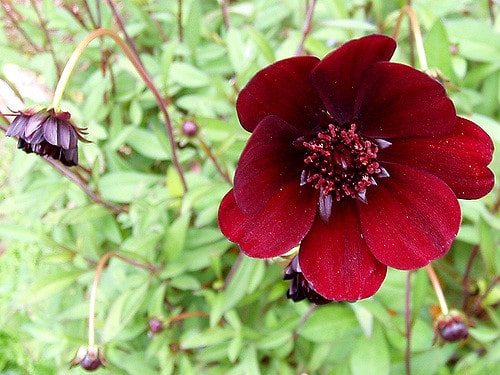 Cosmos chocolat