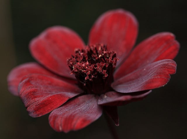 Cosmos chocolat