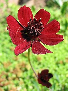 Cosmos chocolat