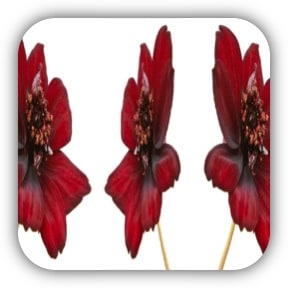 Cosmos chocolat