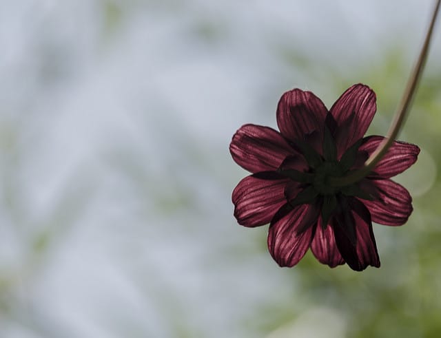Cosmos chocolat (Cosmos atrosanguineus)