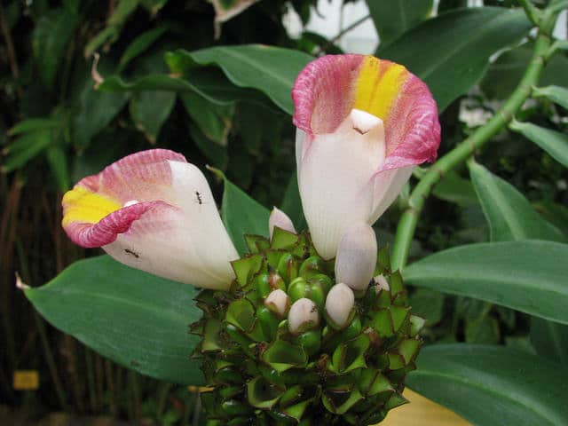 Costus afer (Costus afer)