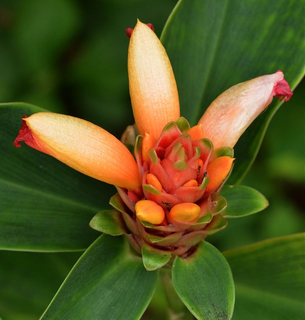 Costus curvibracteatus