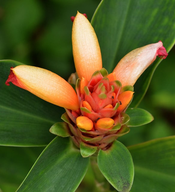 Costus curvibracteatus