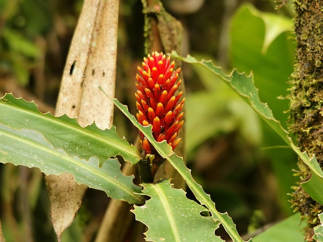 Costus curvibracteatus (Costus curvibracteatus)