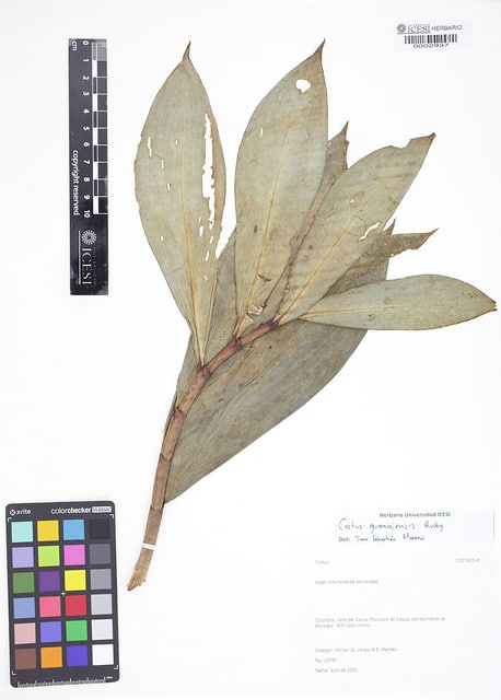 Costus guanaiensis (Costus guanaiensis)