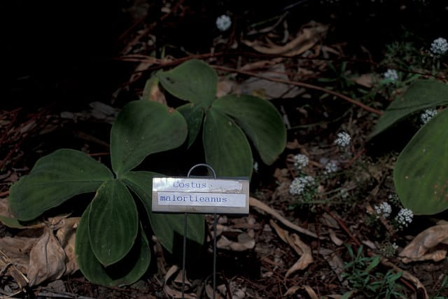 Costus malortieanus