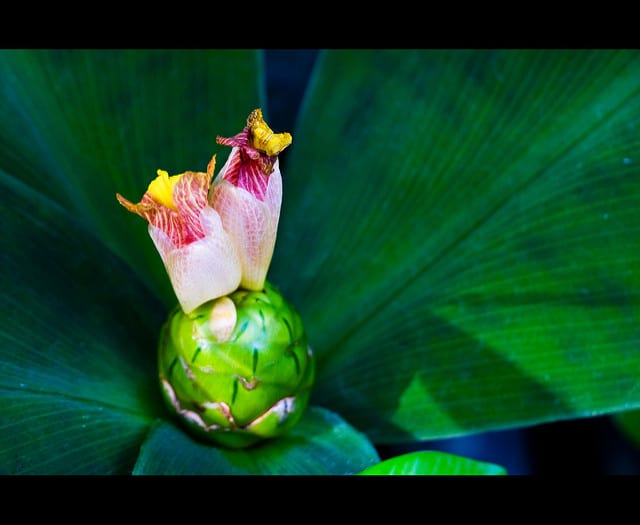 Costus malortieanus