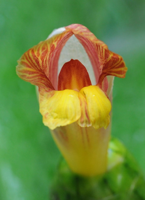 Costus malortieanus