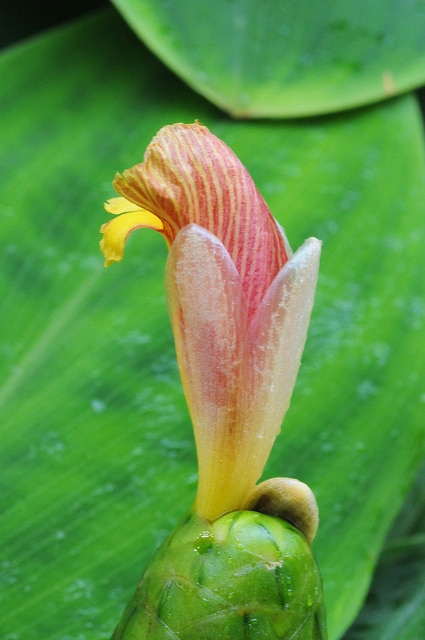 Costus malortieanus