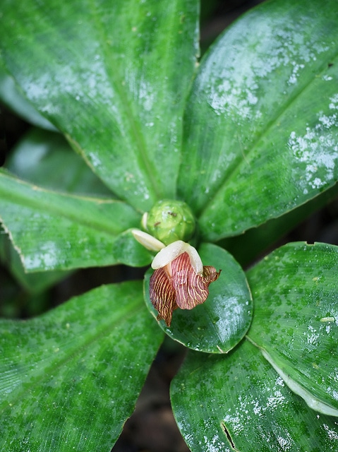 Costus malortieanus