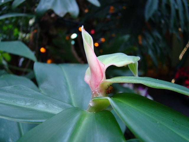 Costus pulverulentus (Costus pulverulentus)