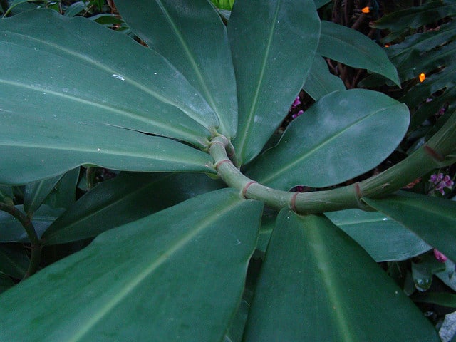Costus pulverulentus
