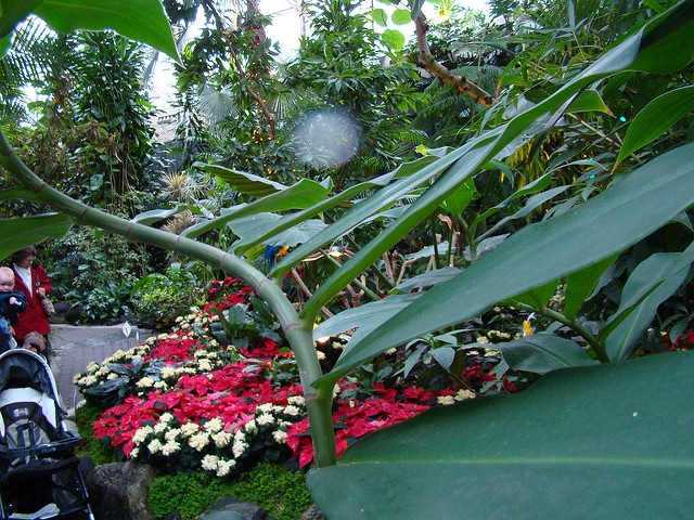 Costus pulverulentus