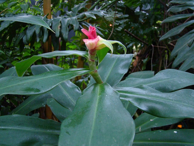 Costus pulverulentus