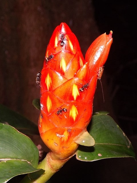 Costus pulverulentus