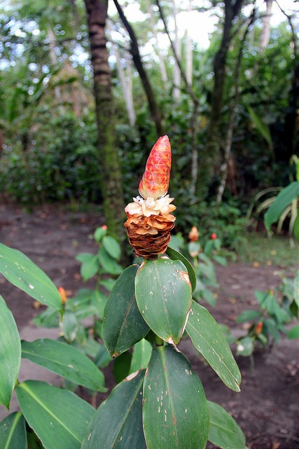 Costus spicatus