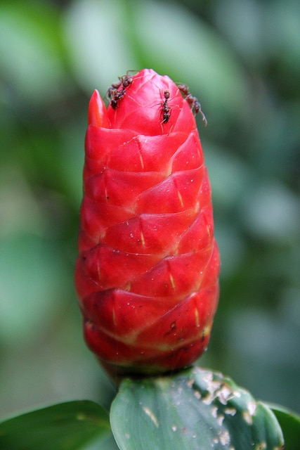 Costus spicatus