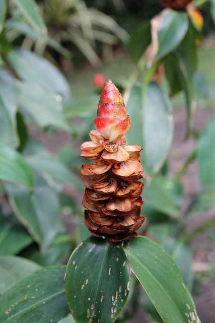 Costus spicatus