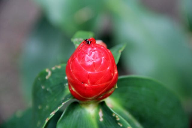 Costus spicatus