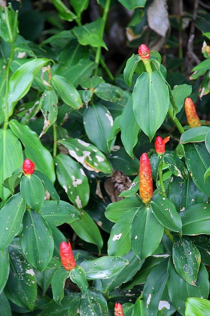 Costus spicatus