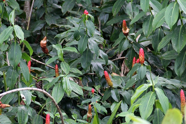 Costus spicatus (Costus spicatus)
