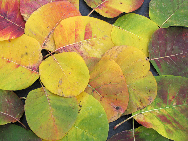 Arbre à perruque (Cotinus coggygria)