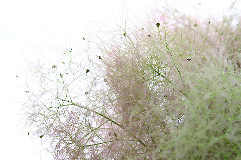 Arbre à perruque