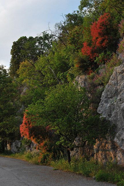 Arbre à perruque