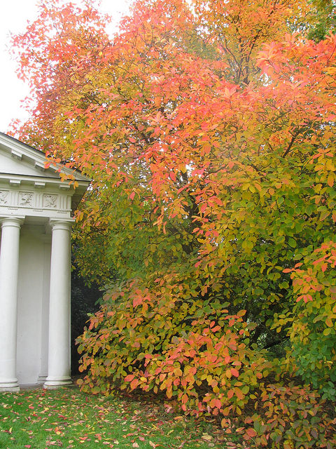 Cotinus obovatus